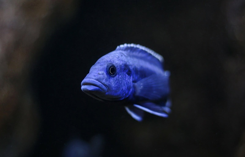 Melanochromis kaskazini 'Ngwasi'